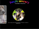 Purple arrow's - Australian Shepherd